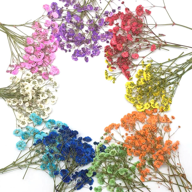 Pack de Matériaux de Fleurs Séchées DIY Gypsophile a