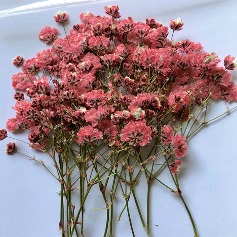 Pack de matériaux de fleurs séchées DIY Gypsophile b