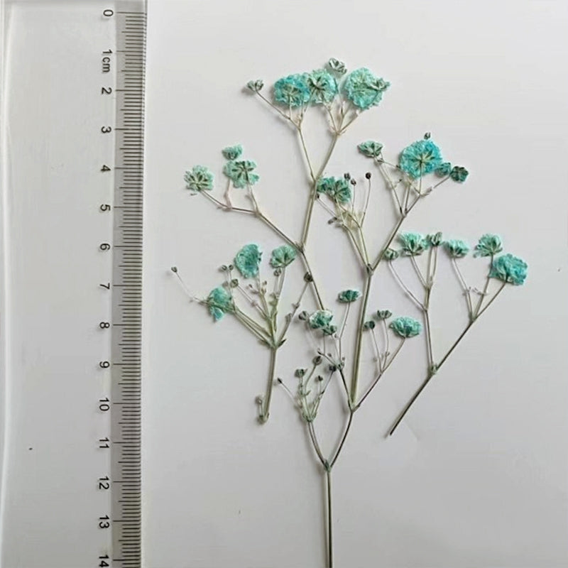 Pack de matériaux de fleurs séchées DIY Gypsophile c