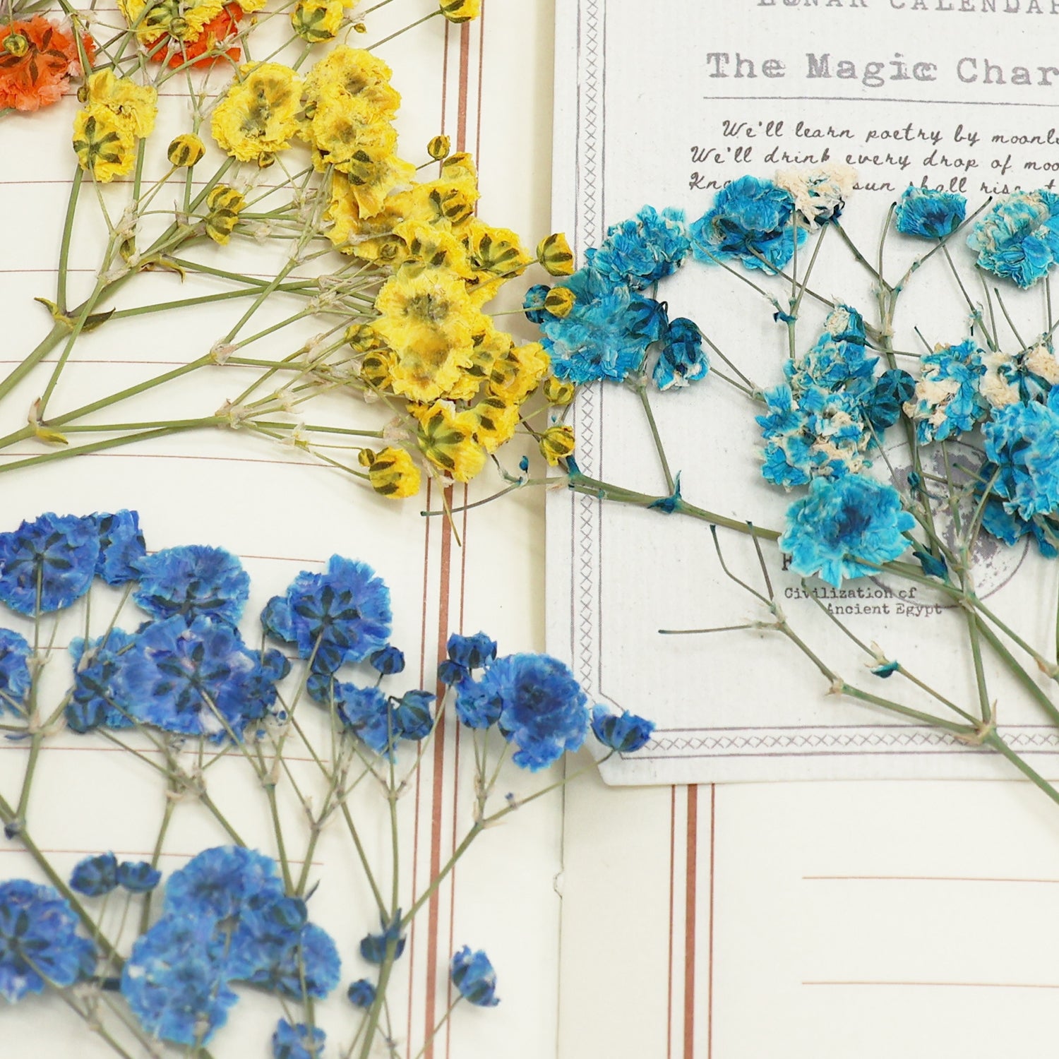 Lot de matériaux de fleurs séchées DIY Gypsophile 5