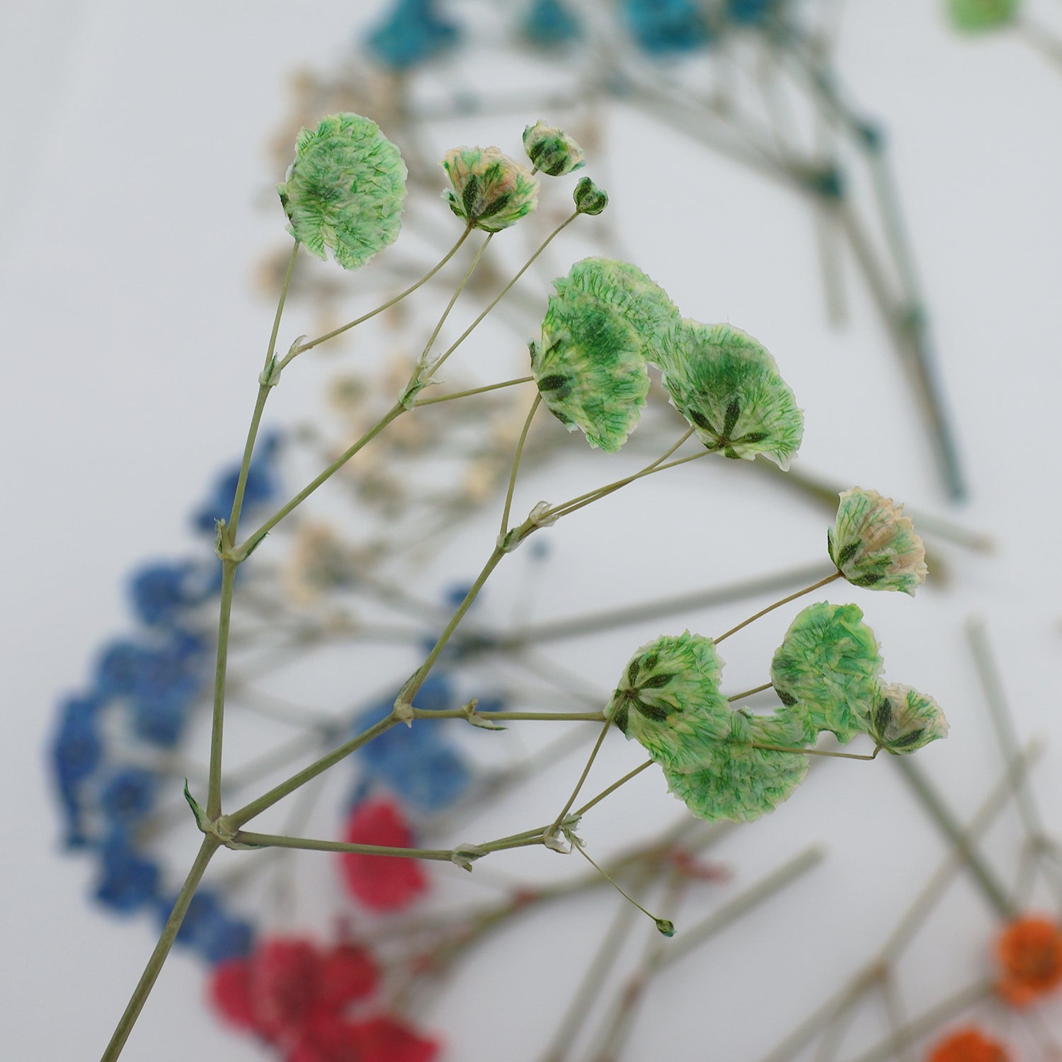 Pack de Matériau de Fleurs Séchées DIY Gypsophile 3