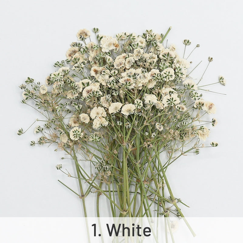 Pack de matériaux de fleurs séchées DIY Gypsophile sku-1