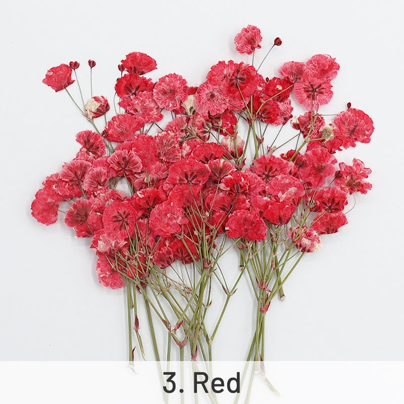 Matériel de fleurs séchées DIY Souffle de bébé Pack sku-3