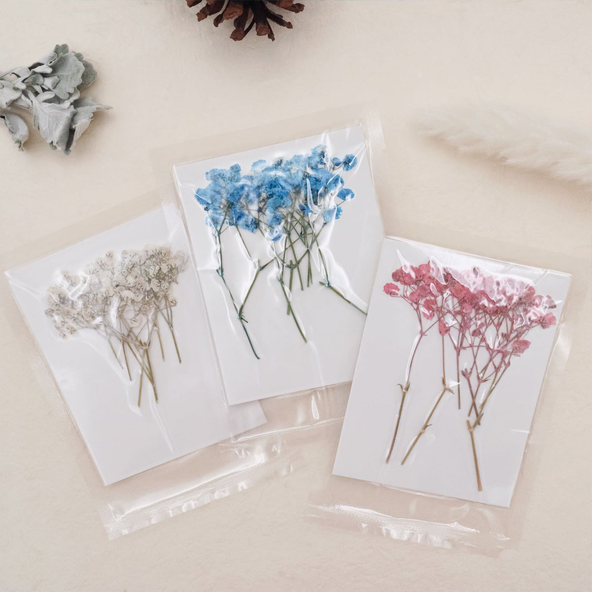 Stamprints Dried Pressed Baby's Breath-1