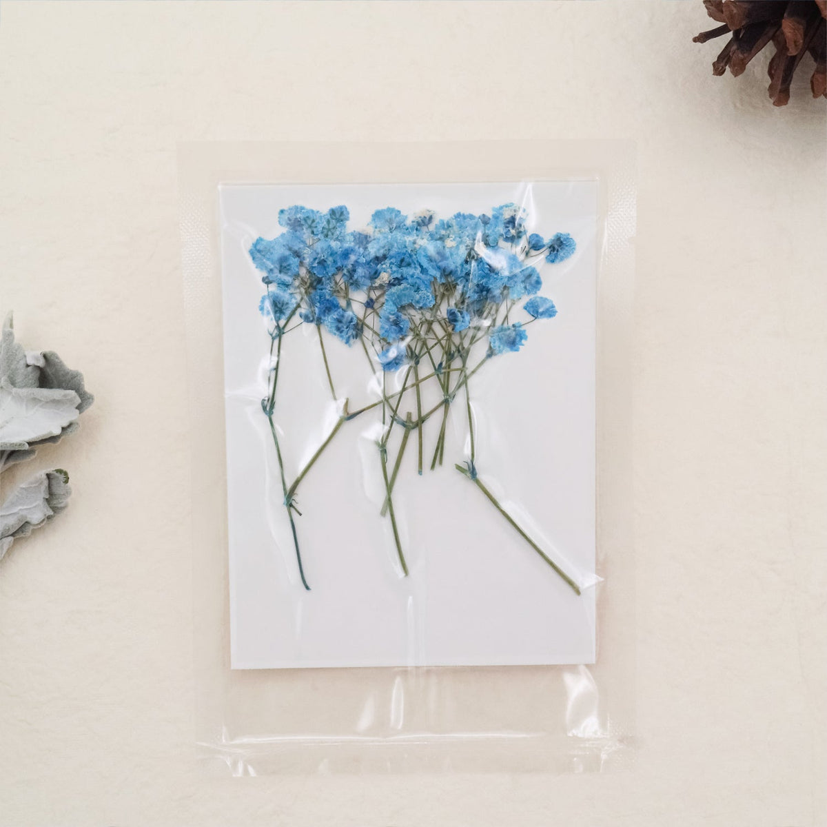 Stamprints Dried Pressed Baby's Breath-6