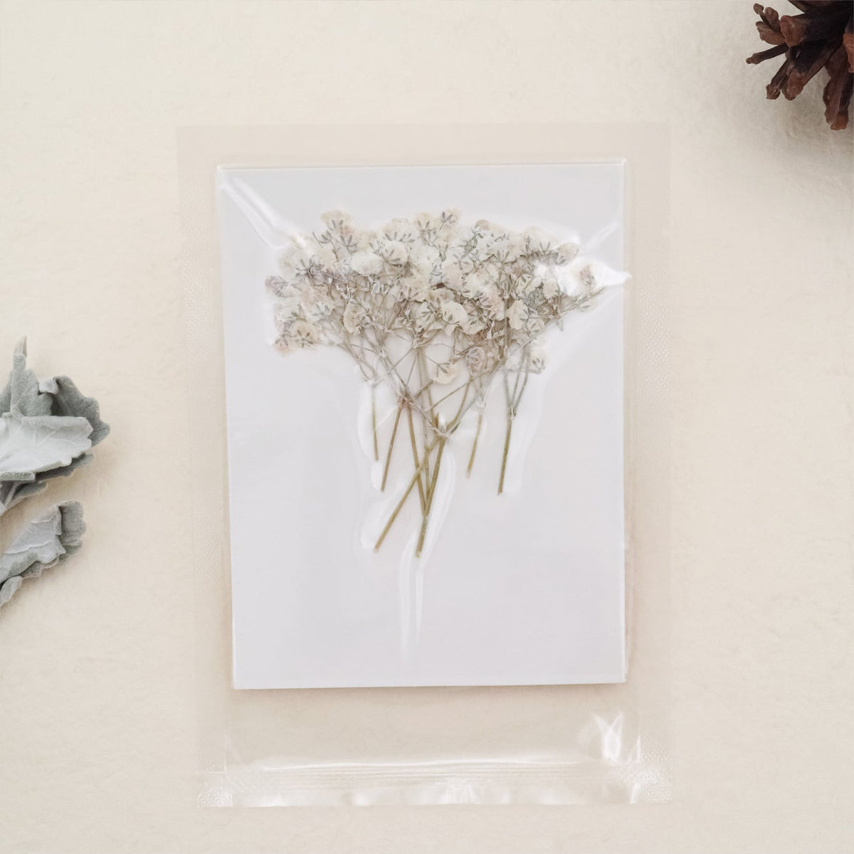 Stamprints Dried Pressed Baby's Breath-7